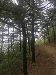 Pinus tabuliformis