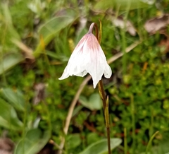 Gagea longiscapa