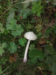 Tricholoma album