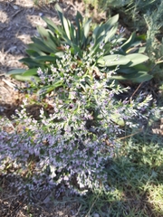 Goniolimon tataricum
