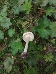 Tricholoma album