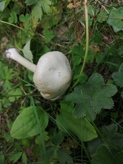 Tricholoma album