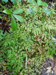 Pteris saxatilis