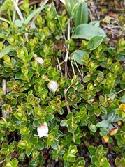 Gaultheria trichophylla