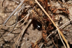 Parcoblatta americana