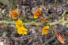 Bossiaea stephensonii