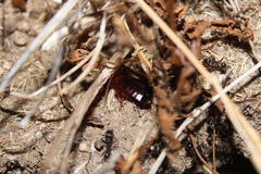 Parcoblatta americana