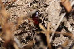 Parcoblatta americana