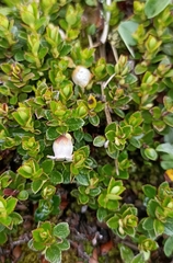 Gaultheria trichophylla
