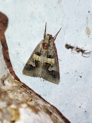 Drasteria caucasica