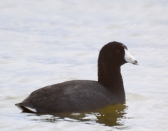 Fulica americana americana