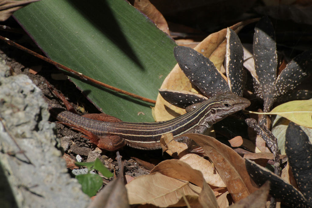Yucatán Whiptail