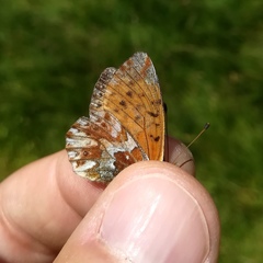 Boloria pales