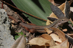 Aspidoscelis angusticeps