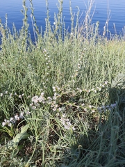 Goniolimon tataricum