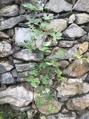 Ampelopsis humulifolia