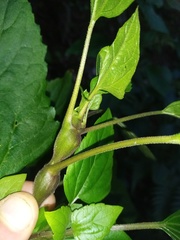 Procecidochares utilis