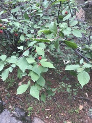 Prunus triloba