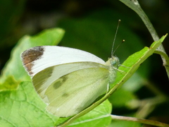 Pieris mannii