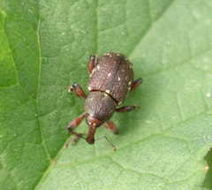 Hylobius transversovittatus