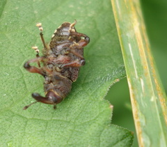 Hylobius transversovittatus