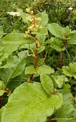 Koenigia rumicifolia