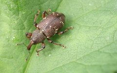 Hylobius transversovittatus