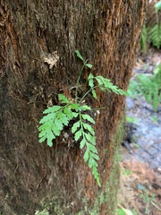 Rumohra adiantiformis