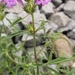 Red Hemp-Nettle - Photo (c) Benjamin Schmid, some rights reserved (CC BY-NC), uploaded by Benjamin Schmid