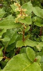 Koenigia rumicifolia