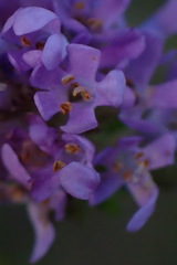 Selago villicaulis