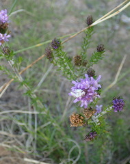 Selago villicaulis