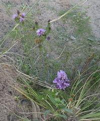 Selago villicaulis