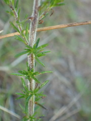 Selago villicaulis
