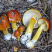 Red-Headed Yellow Dust Amanita - Photo (c) Nicolò Oppicelli, some rights reserved (CC BY-NC), uploaded by Nicolò Oppicelli