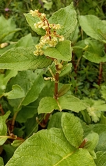 Koenigia rumicifolia