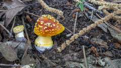 Amanita erythrocephala