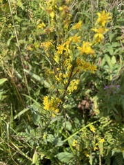 Solidago virgaurea