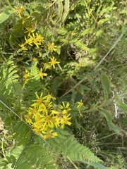 Solidago virgaurea