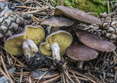 Calocybe onychina
