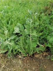 Armoracia sisymbrioides