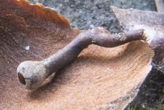 Ciboria rufofusca