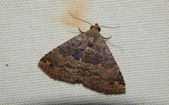Eublemma nigrivitta