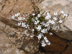 Heliosperma alpestre