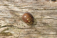 Paropsisterna decolorata