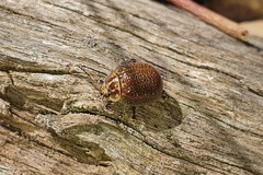 Paropsisterna decolorata