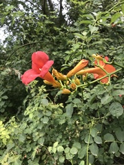 Campsis grandiflora
