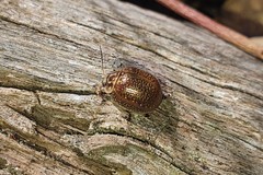 Paropsisterna decolorata