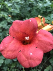 Campsis grandiflora