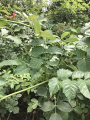 Campsis grandiflora